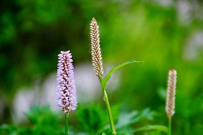 Close-up of purple flowering plant on field