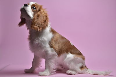 Cavalier king charles spaniel against pink background