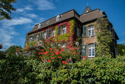 Low angle view of flowering plants by building against sky