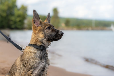 Close-up of a dog looking away