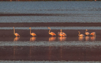 Birds on a lake