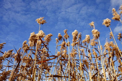 Low angle view of flowering plant against sky