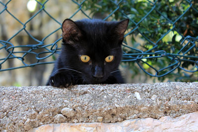 Close-up of a curious black cat