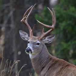 Close-up of deer