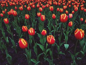 Close-up of red tulips on field