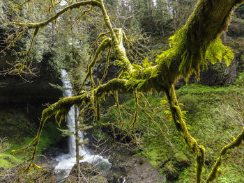 Trees growing in forest