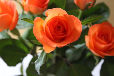 Close-up of red rose