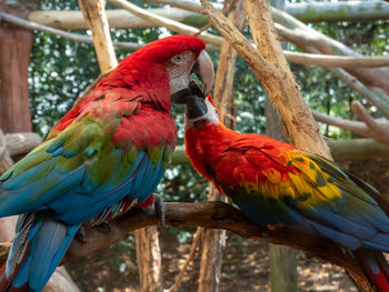 Close-up of parrot perching on branch