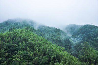 Scenic view of forest against sky