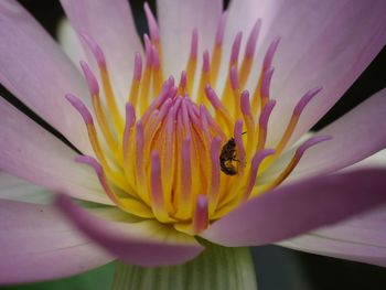 Close-up of bee on flower