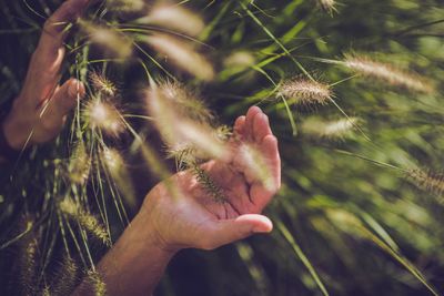 Close-up of hand holding plant