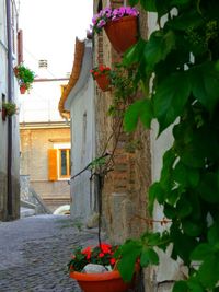 Plants growing on a wall