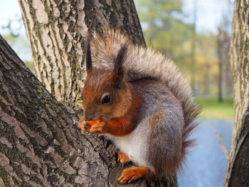 Close-up of squirrel on tree trunk