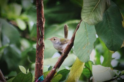 Close-up of a bird perching on branch