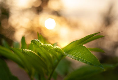 Close-up of fresh green leaves