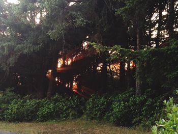 Scenic view of forest at night