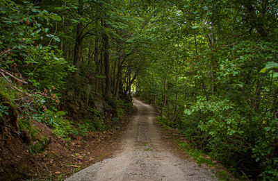 Road amidst trees in forest