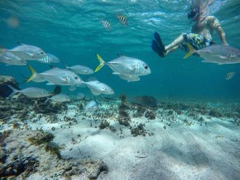 Fish swimming in sea
