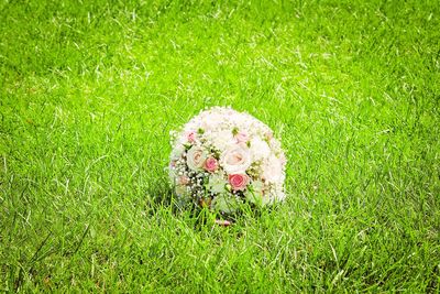 Directly above shot of flower growing on grass