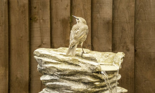 Close-up of bird perching on statue against wall