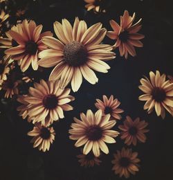 High angle view of daisy flowers against black background