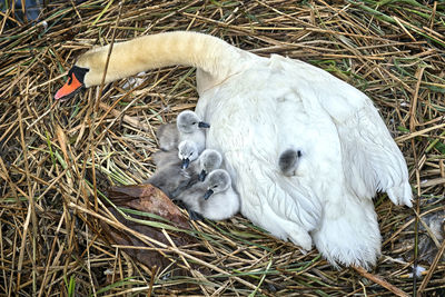 High angle view of white resting on field