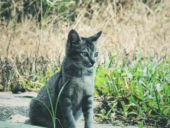 Cat sitting in a field