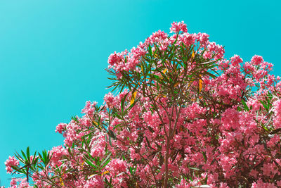 Low angle view of pink cherry blossoms against sky