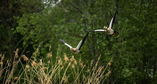 Bird flying over a land