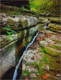 Stream passing through forest