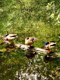 Ducks on a lake