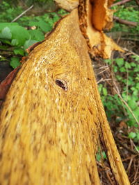 Close-up of insect on tree trunk