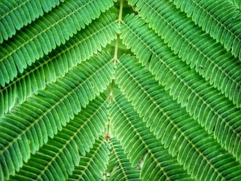 Full frame shot of green leaves