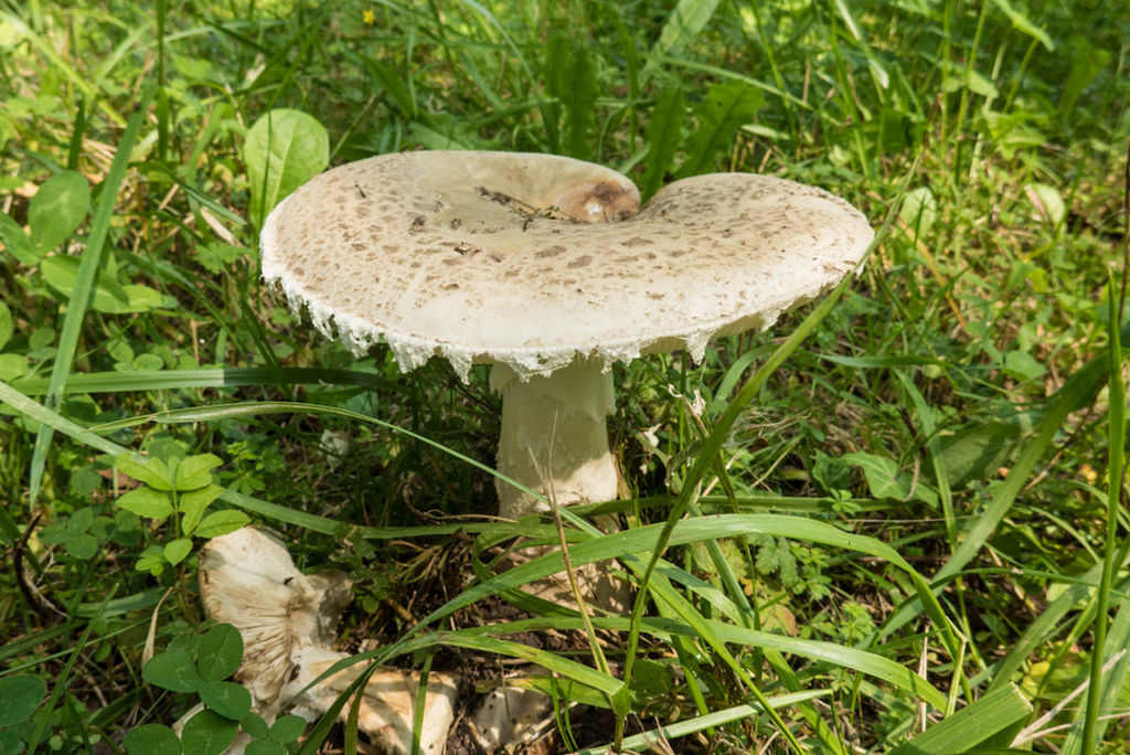 mushroom, fungus, grass, toadstool, growth, edible mushroom, field, freshness, nature, green color, close-up, growing, uncultivated, forest, plant, grassy, beauty in nature, day, vegetable, food and drink