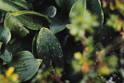 Close-up of wet plant leaves during rainy season