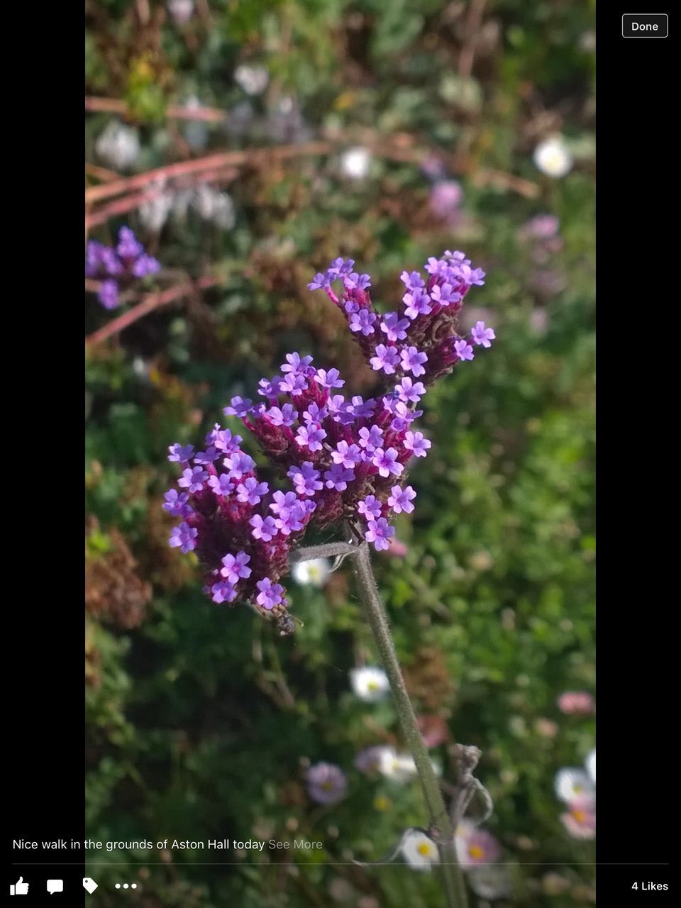 flower, freshness, purple, transfer print, fragility, growth, beauty in nature, focus on foreground, auto post production filter, blooming, nature, petal, plant, close-up, in bloom, flower head, selective focus, blossom, park - man made space, outdoors