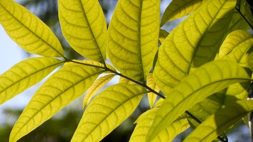 Close-up of yellow leaves