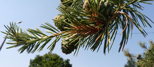 Low angle view of palm tree against sky