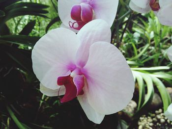 Close-up of pink flower