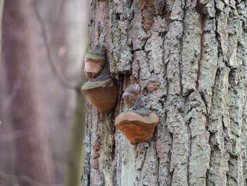 Close-up of old tree trunk