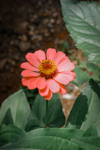 Close-up of pink flower
