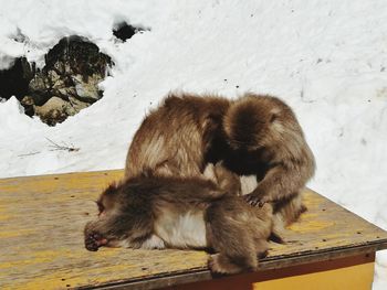Close-up of sheep sitting outdoors