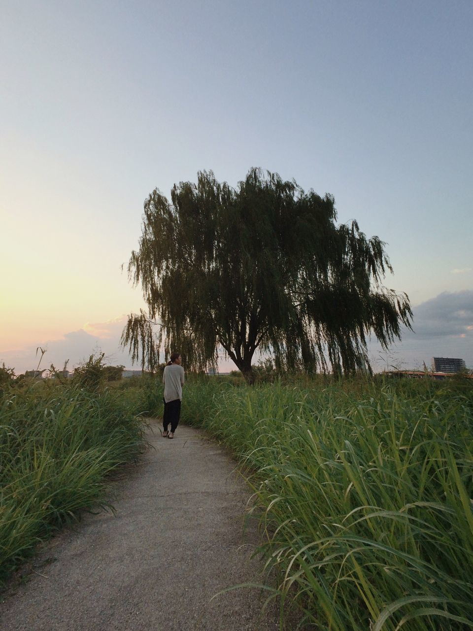 grass, walking, sky, lifestyles, field, the way forward, men, tranquility, leisure activity, rear view, tree, tranquil scene, person, full length, nature, clear sky, landscape, growth