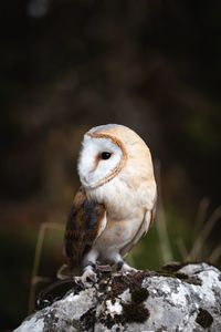 Close-up of bird perching on rock