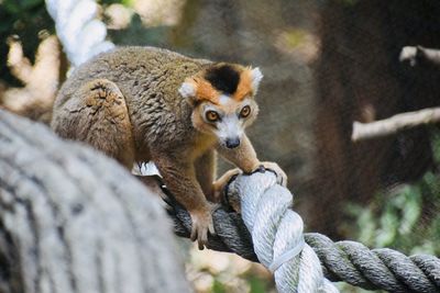 Close-up of a animal in zoo