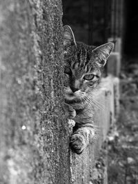 Close-up of cat
