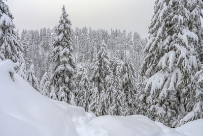 Snow covered land and trees against sky