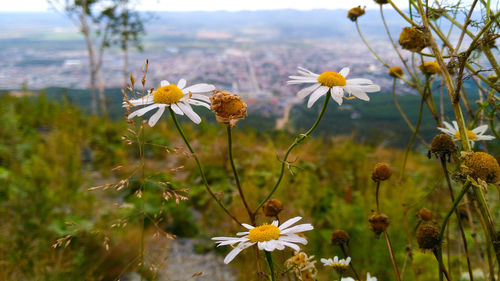 Close-up of white flowering plants