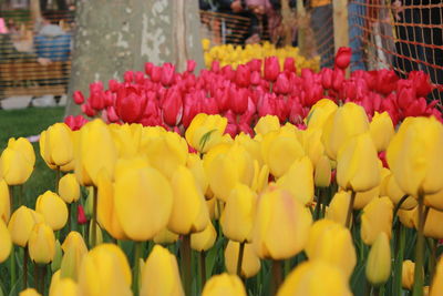 Close-up of yellow tulips