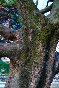 Close-up of tree trunk